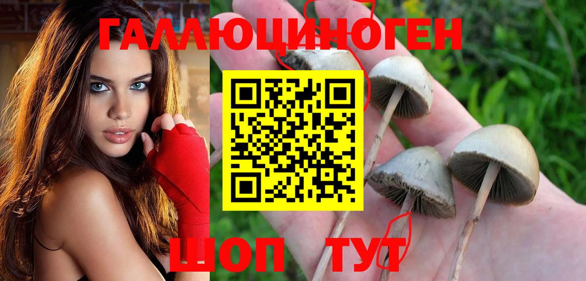 Псилоцибиновые грибы мицелий  Галлюциногенные грибы Psilocybe  Бугульма 